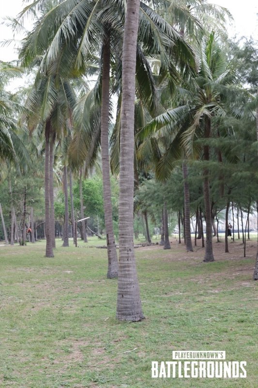 Пальмы в Таиланде